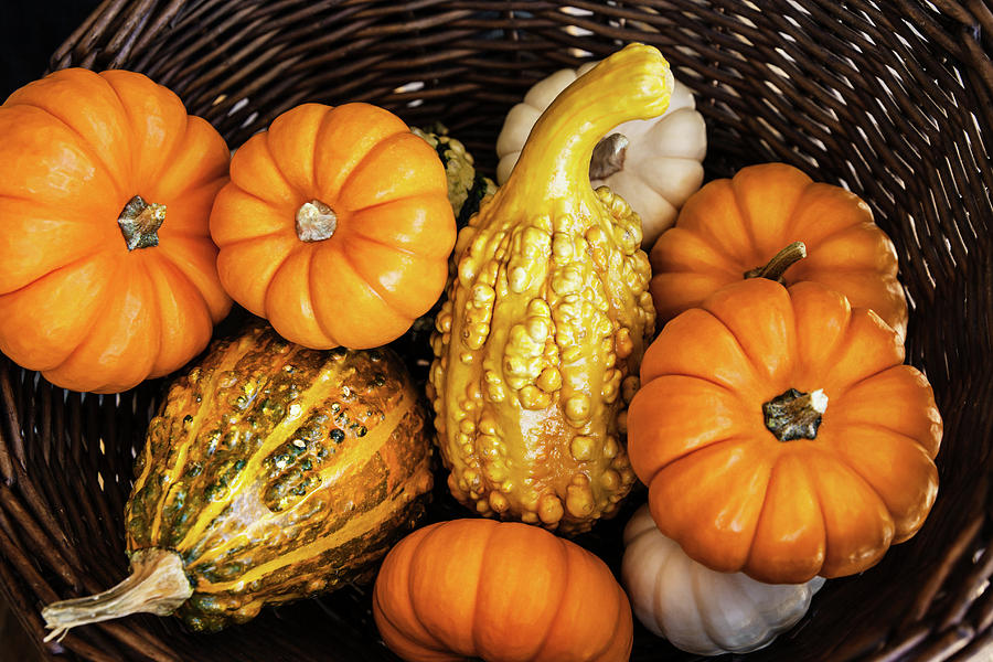 Pumpkins in the Basket Photograph by Evgeniya Lystsova - Fine Art America