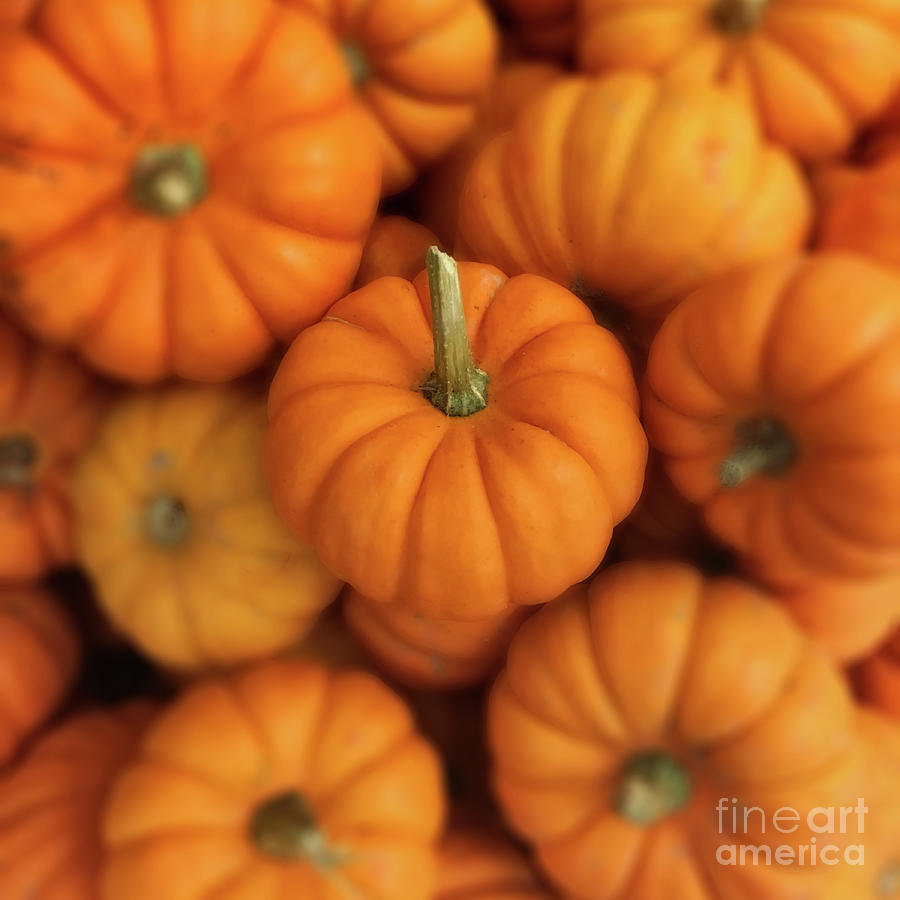 Pumpkins Photograph by Jerry Fornarotto