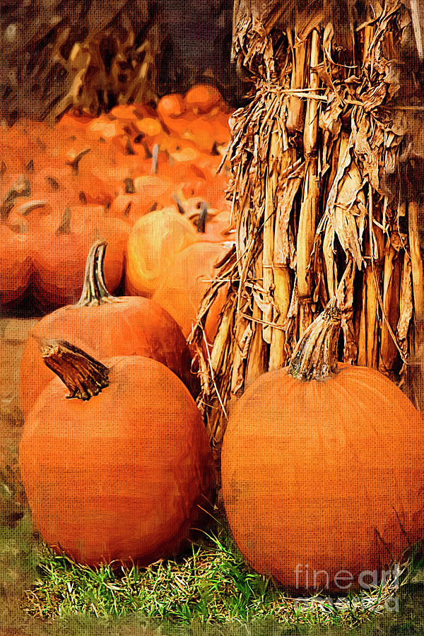 Pumpkins Digital Art by Jill Lang