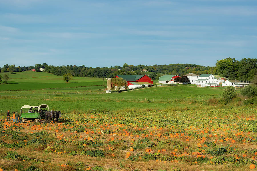 Pumpkins on an Ohio Amish Farm Photograph by Mountain Dreams