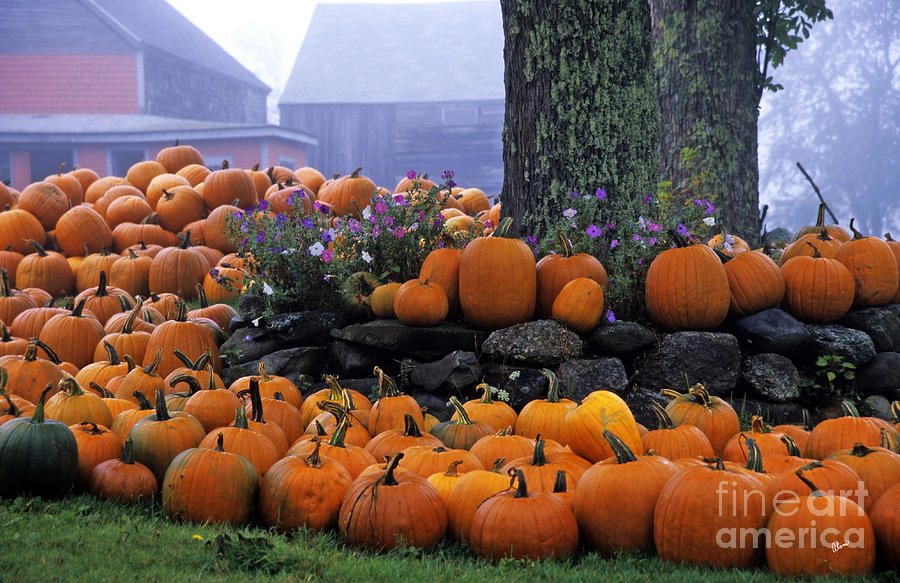 Pumpkins on the Farm Photograph by Alana Ranney