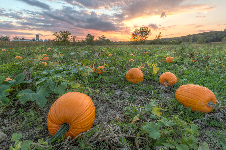 Pumpkins Photograph by Paul Schultz
