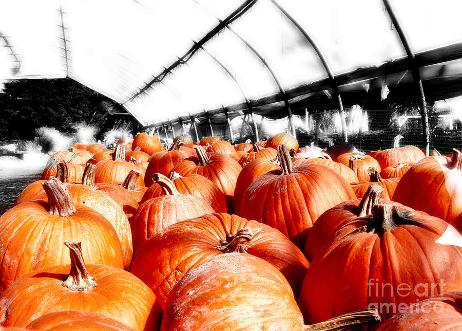 Pumpkins Photograph by Raymond Earley