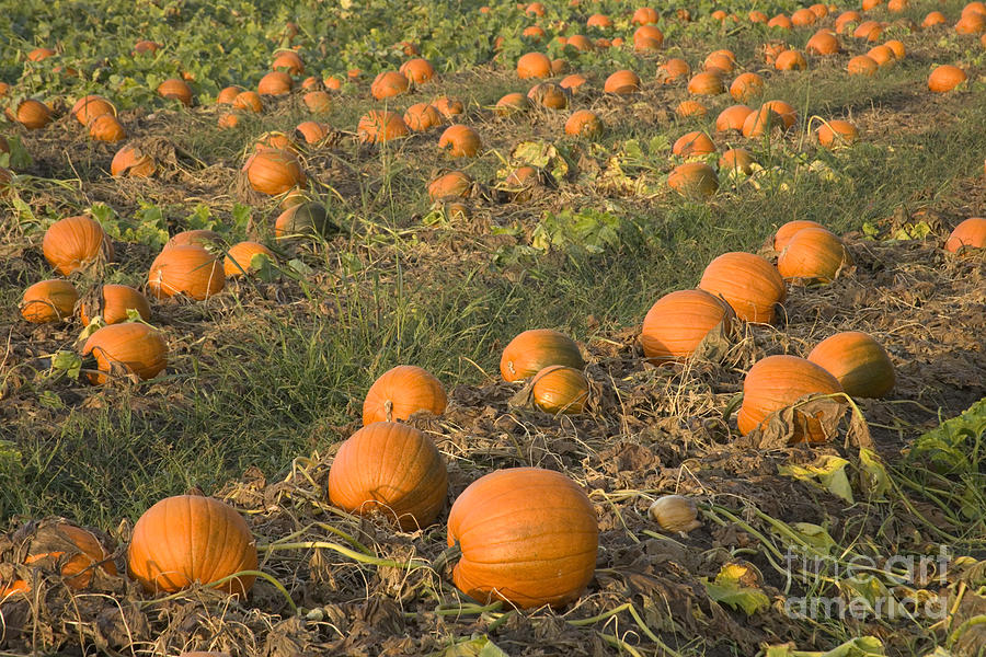 Pumpkins Ripen In A Field Photograph by Inga Spence
