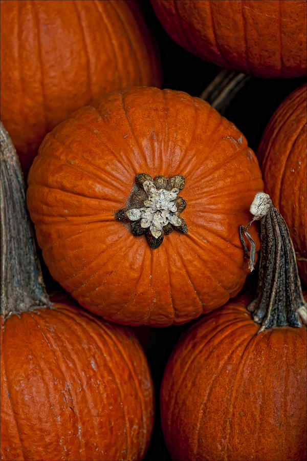 Pumpkins Photograph by Robert Ullmann