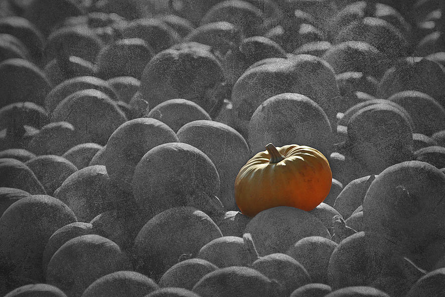 Pumpkins SC2 Photograph by Morgan Wright