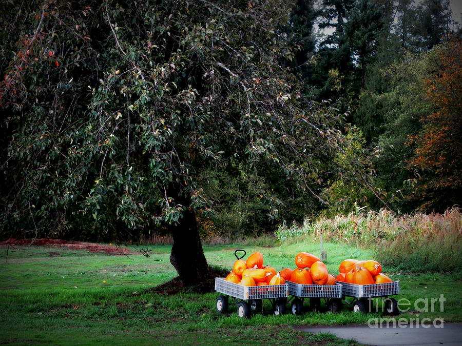 Pumpkins Photograph by Tatyana Searcy