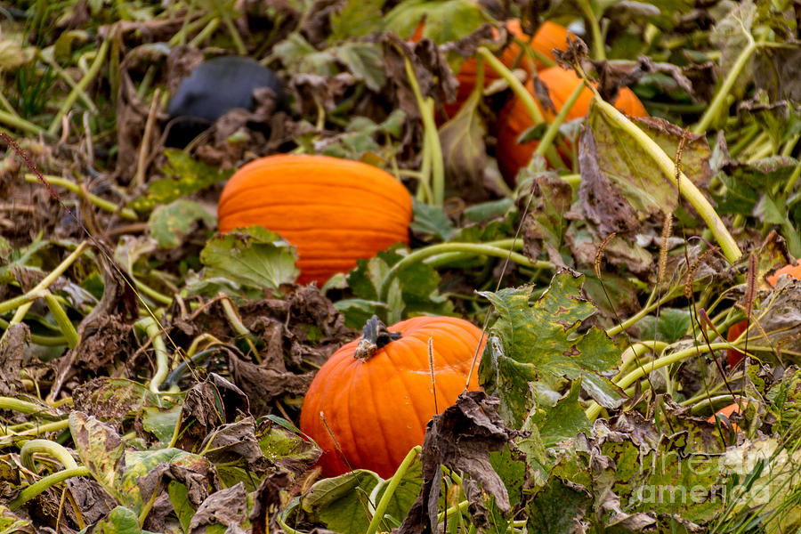 Pumpkins Photograph by William Norton