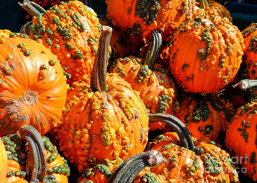 Fall Photograph - Pumpkins with Warts by Iryna Liveoak