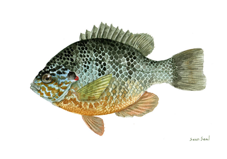 Fish Painting - Pumpkinseed Sunfish by Sean Seal