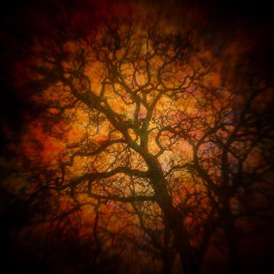 Tree Photograph - Pumps Through Your Veins #postoak by Christi Vest