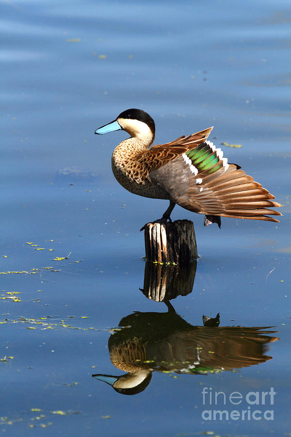 Puna Teal Reflections Photograph by James Brunker