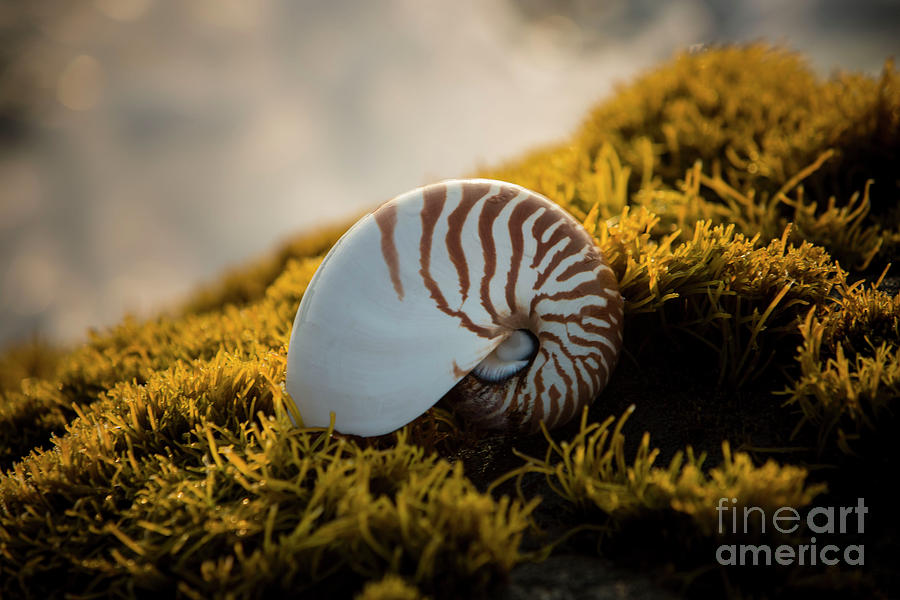 Punaluu Beach 4 by Daniel Knighton Punaluu Beach 4 by Daniel Knighton