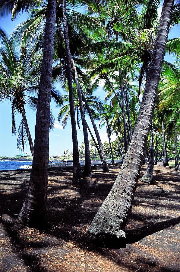 Punaluu Palms Photograph by Heidi Fickinger