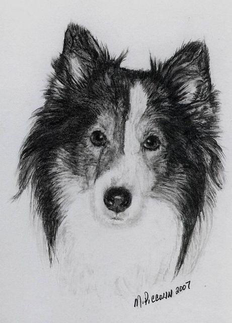 Dogs Drawing - Punch by Marlene Piccolin Dogs Drawing - Punch by Marlene Piccolin