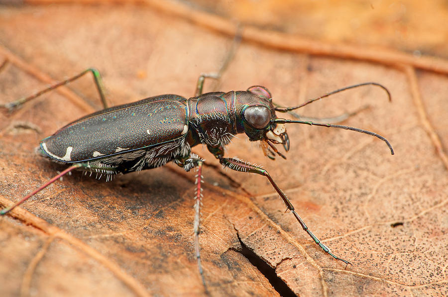 Insects Photograph - Punctured Tiger Beetle by Derek Thornton