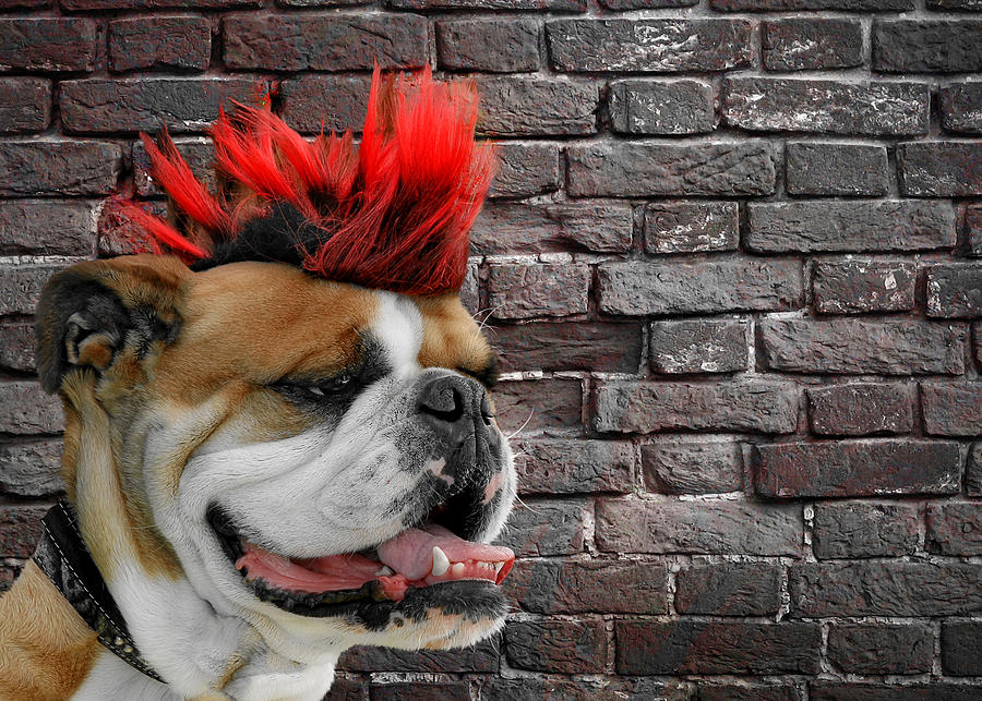 Dog Photograph - Punk Bully by Alexandra Till