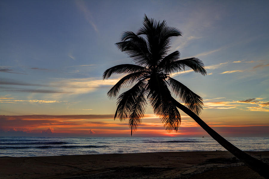 Punta Cana Sunrise - 01 - Palm Tree Silhouette Photograph by Don ...