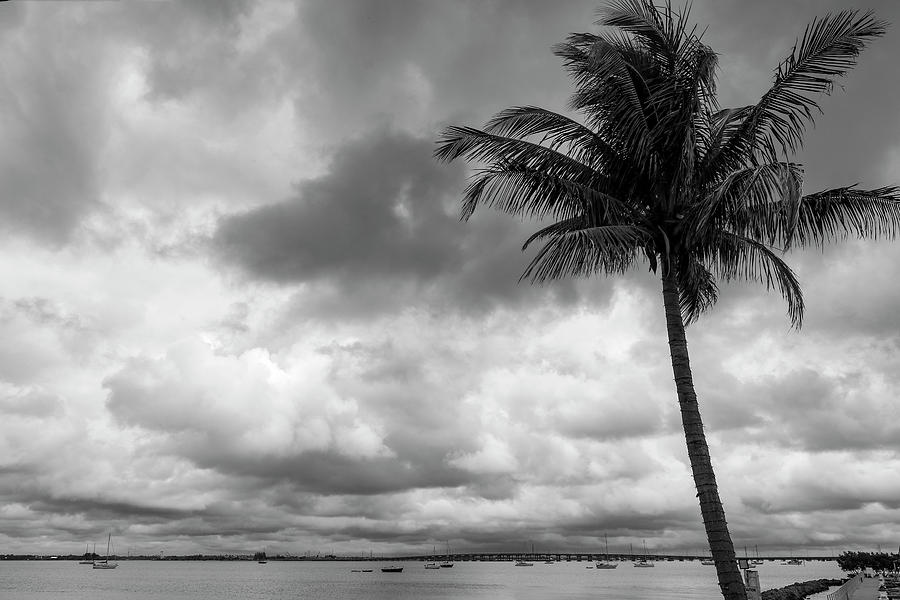 Punta Gorda Palm Photograph by Robert Wilder Jr