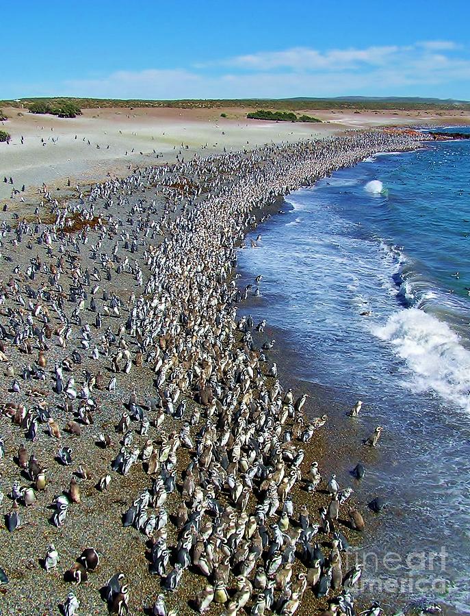Punta Tombo Megellan Penguins Photograph by Michele Penner