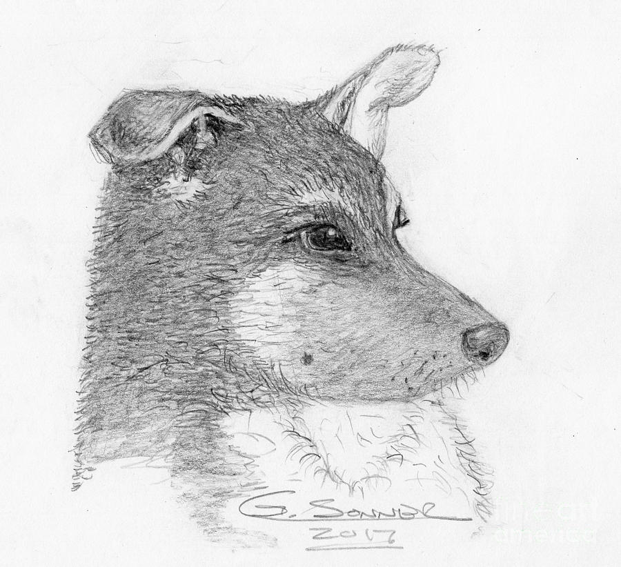 Pup Drawing by George Sonner