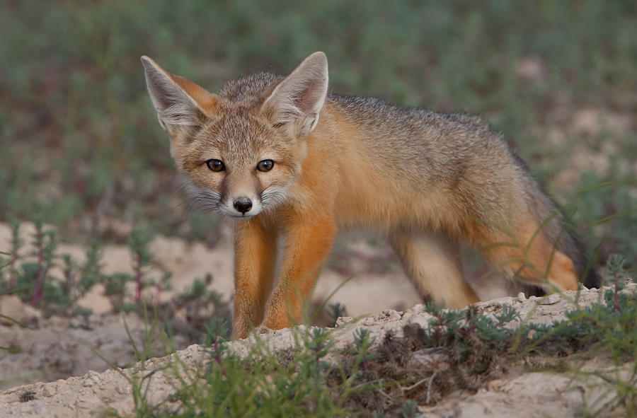 Pup Photograph by Kent Keller - Fine Art America