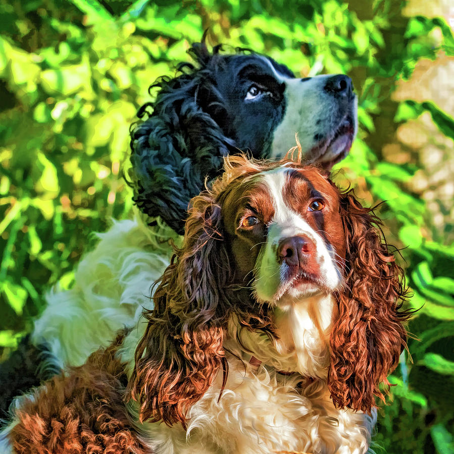 Dog Photograph - Pup Priorities by Steve Harrington