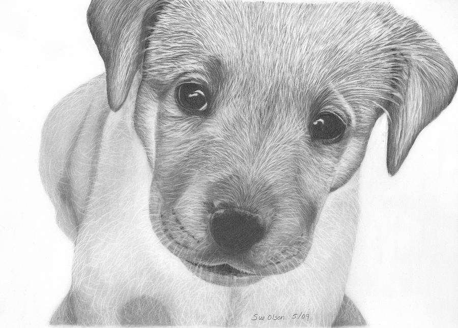 Pup Drawing by Sue Olson