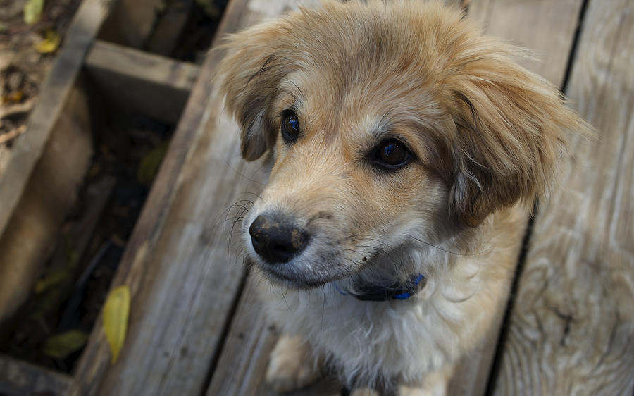 Pup Treat Face Photograph by Brooke Bowdren