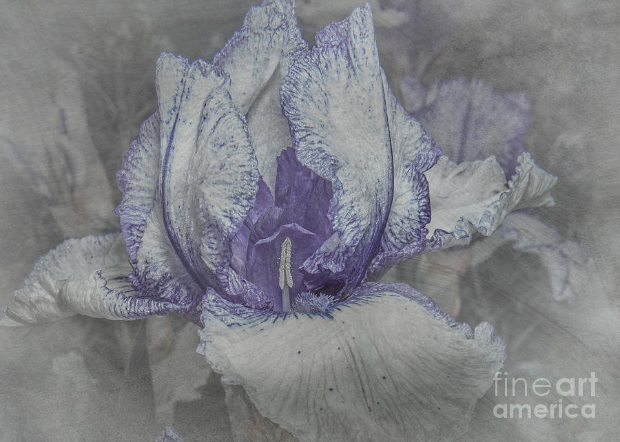 Iris Photograph - Color Me Blue by ArtissiMo Photography