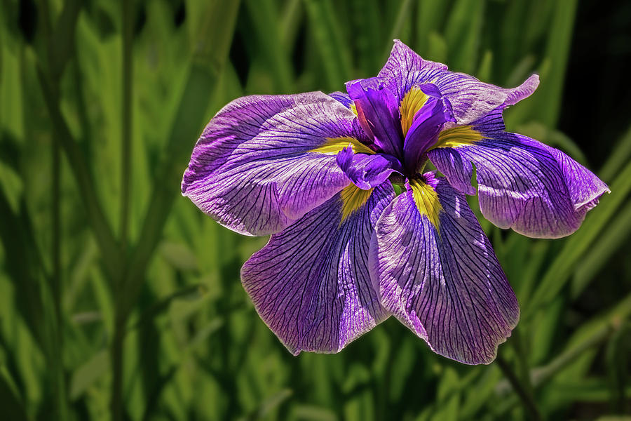 Puple Iris In Spring Photograph by Janet Ballard - Fine Art America