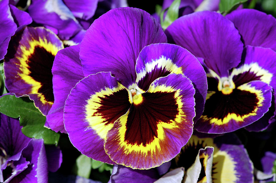 Flower Photograph - Purple pansies by Ingrid Perlstrom