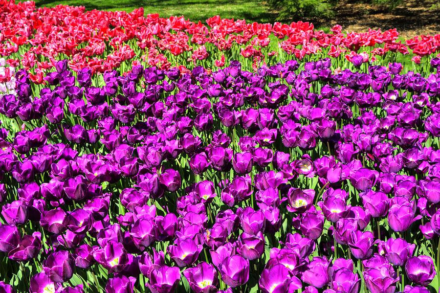 Puple Tulip Bed Photograph by FineArtRoyal Joshua Mimbs