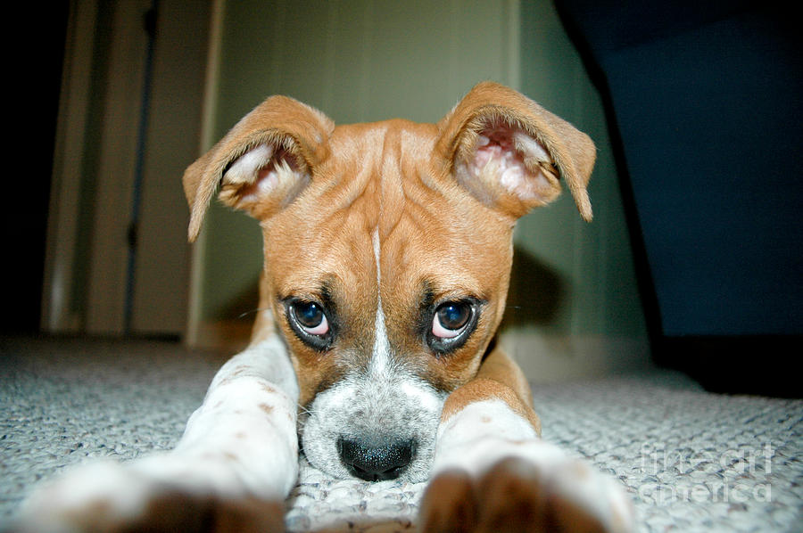 Animal Photograph - Puppie Dog Eyes by Maureen Norcross