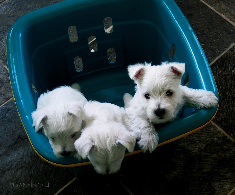 Puppies in a Basket Photograph by Susan Vineyard
