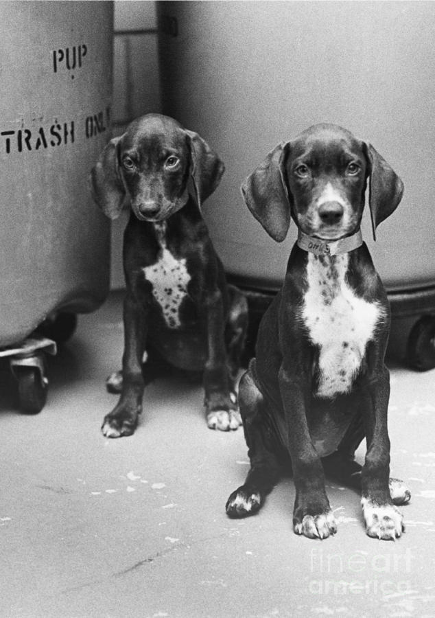 Puppies Photograph by Lynn Lennon