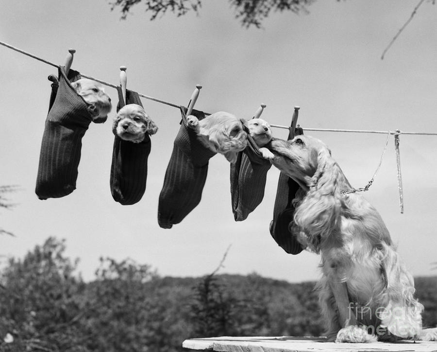Puppies On Clothesline, C.1950s Photograph by Debrocke and ClassicStock