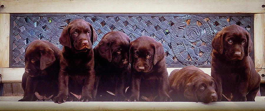 Puppies Photograph by William T Templeton