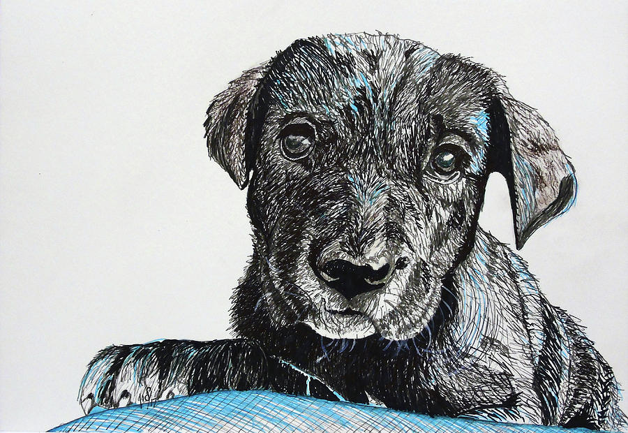 Puppy 30 Drawing by Maria Woithofer