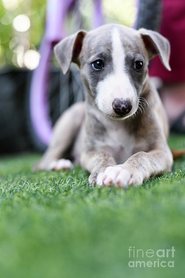Whippet Puppy Photograph by Amir Paz