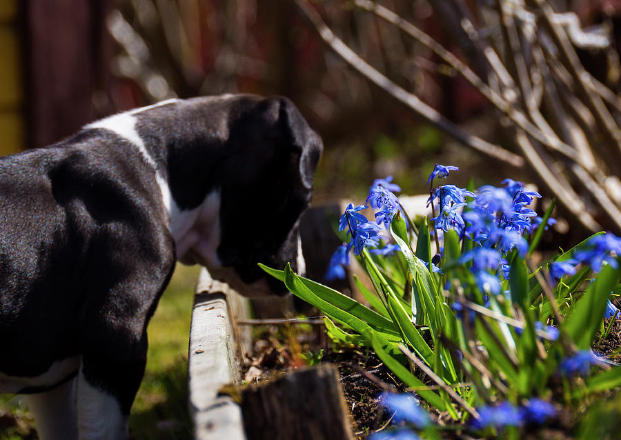 Puppy And Flowers Photograph