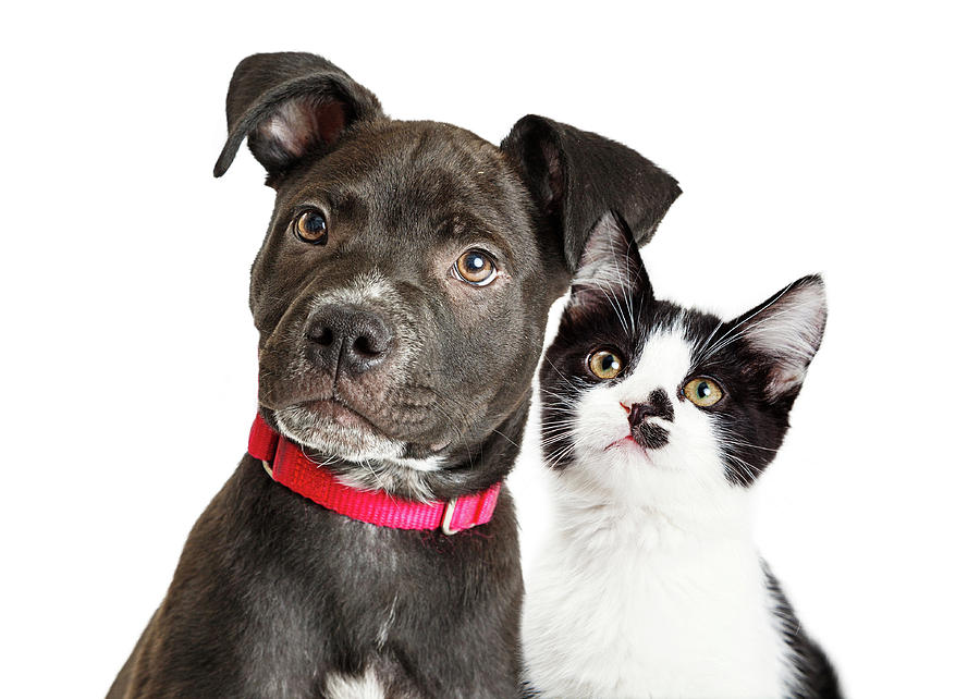 Puppy And Kitten Closeup Over White Photograph
