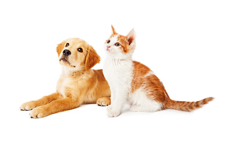 Puppy and Kitten Looking to Side Photograph by Good Focused