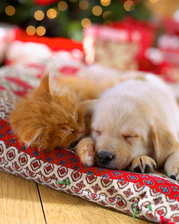 Animal Photograph - Puppy And Kitten Snuggling On Red by Gillham Studios