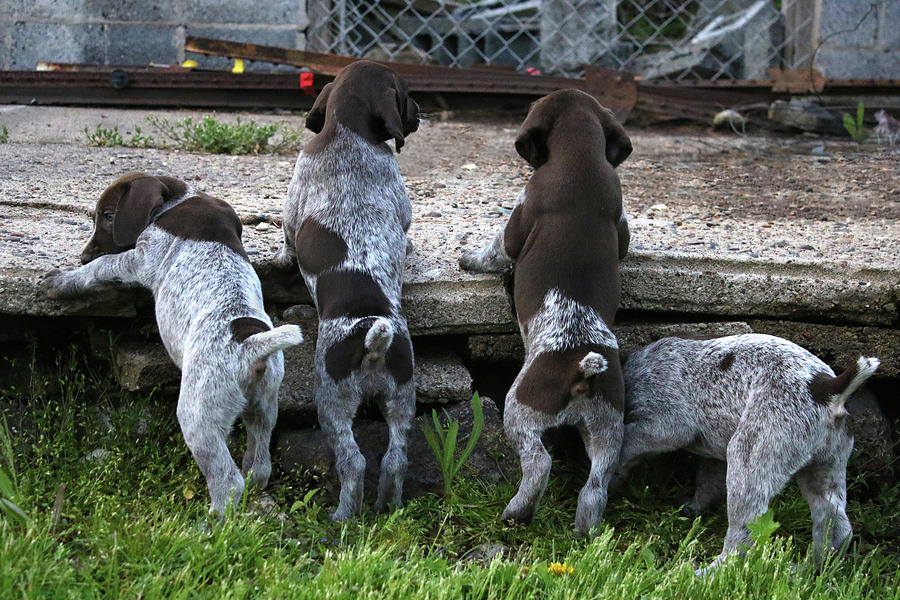 Puppy Butts Photograph by Brook Burling