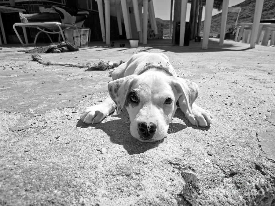 Puppy de Tecolote Photograph by Becqi Sherman