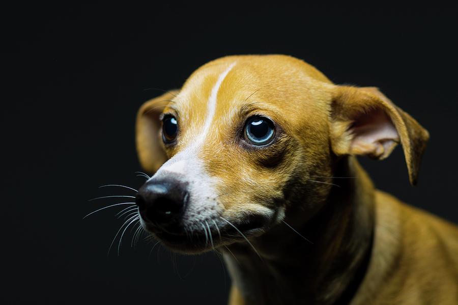 Puppy dog eyes Photograph by Anthony Allred - Fine Art America