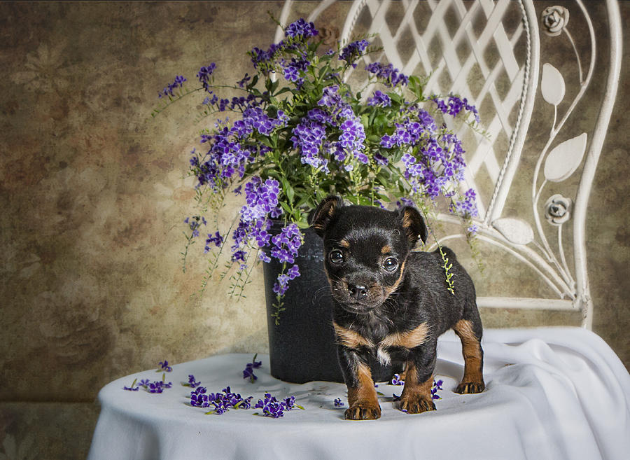 Puppy Dog With Flowers Photograph