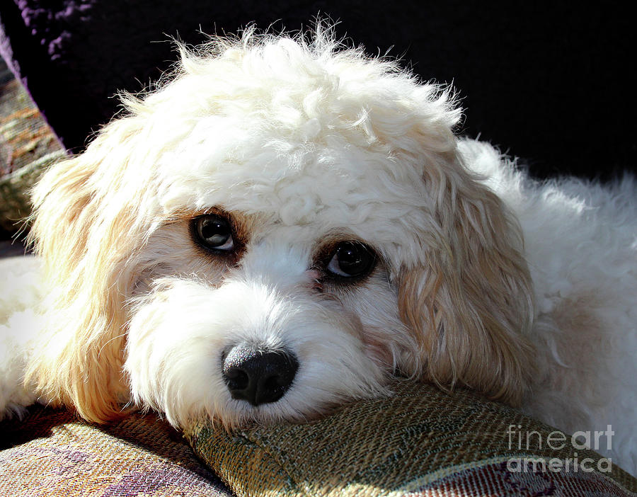 Puppy Eyes Photograph by Karen Adams
