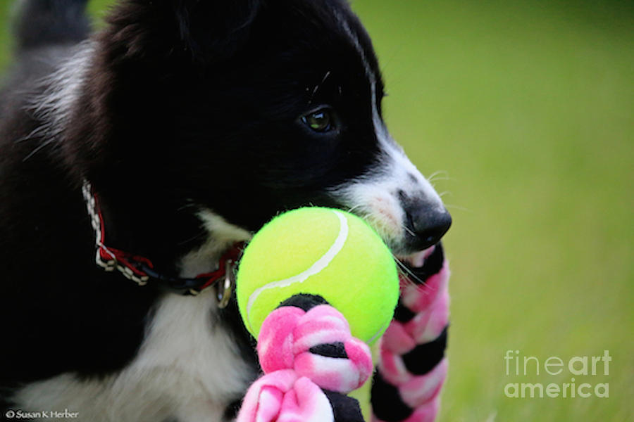 Puppy Games Photograph by Susan Herber
